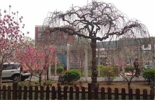 预览图